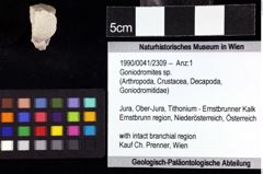 Foto (Objket + Etiketten) von Goniodromites sp. 